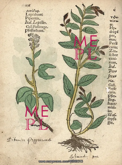 : Pepperwort, Lepidium latifolium, and waterpepper : Pepperwort, Lepidium latifolium, and waterpepper