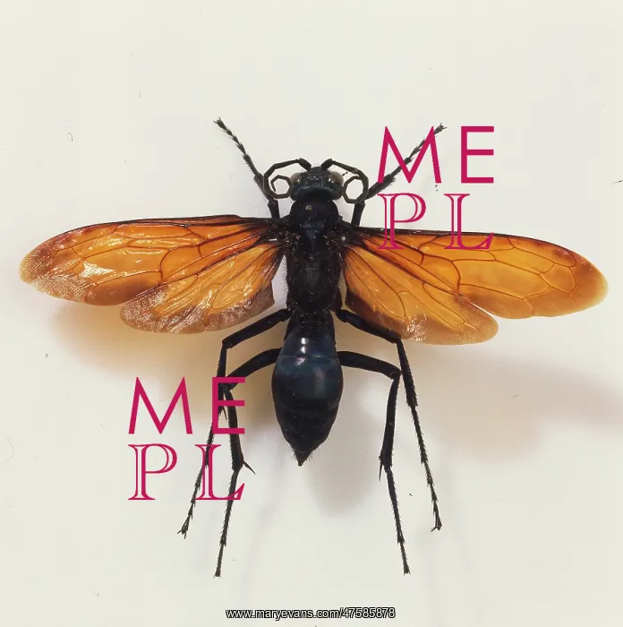 : Pepsis heros, tarantula hawk wasp : Pepsis heros, tarantula hawk wasp