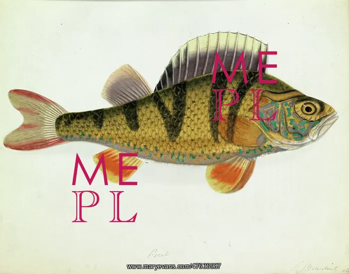 : Perca fluviatilis, European perch : Perca fluviatilis, European perch