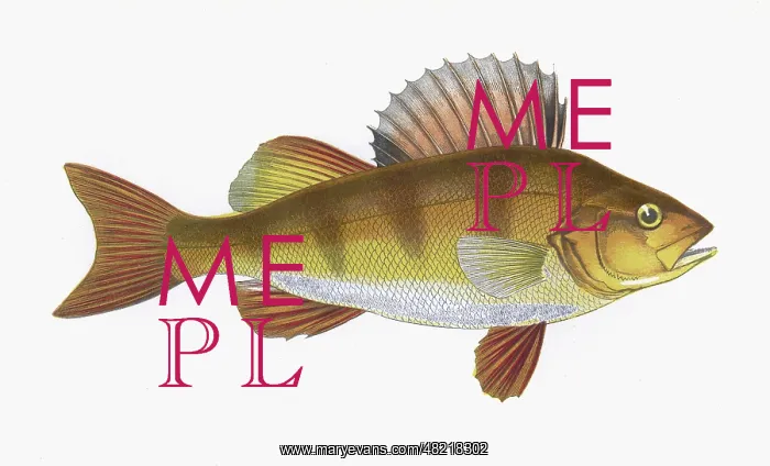 : Perca fluviatilis, or European perch : Perca fluviatilis, or European perch