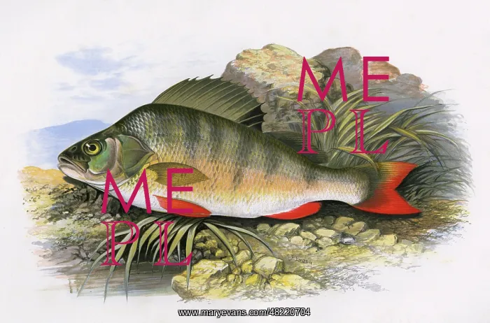 : Perca fluviatilis, or European Perch : Perca fluviatilis, or European Perch
