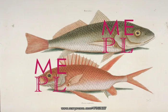 : Perca sp. croker & Holocentrus sp. squirrelfish : Perca sp. croker & Holocentrus sp. squirrelfish