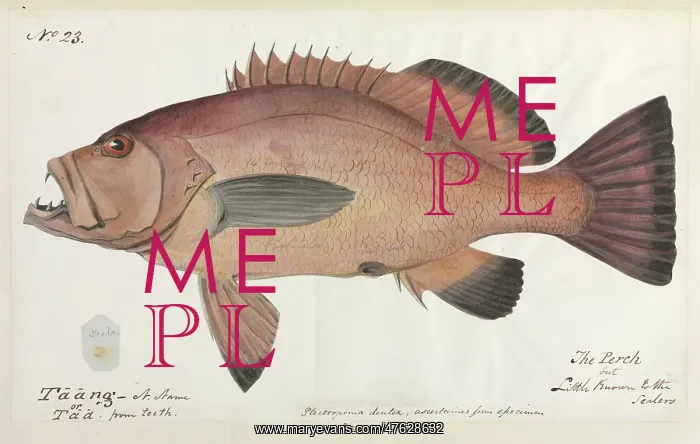 : Perch illustration : Perch illustration