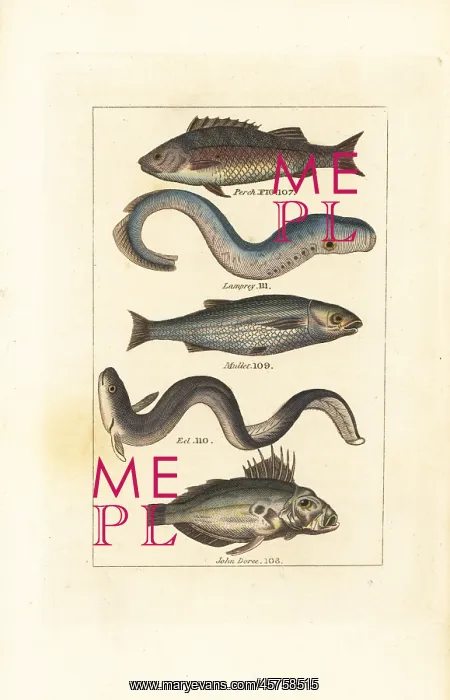 : Perch, lamprey, mullet, eel and John Dory : Perch, lamprey, mullet, eel and John Dory