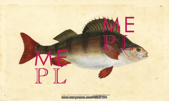 : Perch, Perca fluviatilis : Perch, Perca fluviatilis