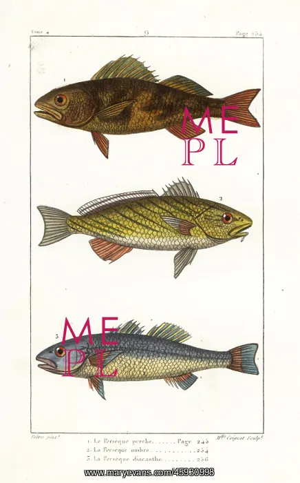 : Perch, shi drum and seabass : Perch, shi drum and seabass