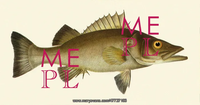  : Perch Trout, Percichthys trucha