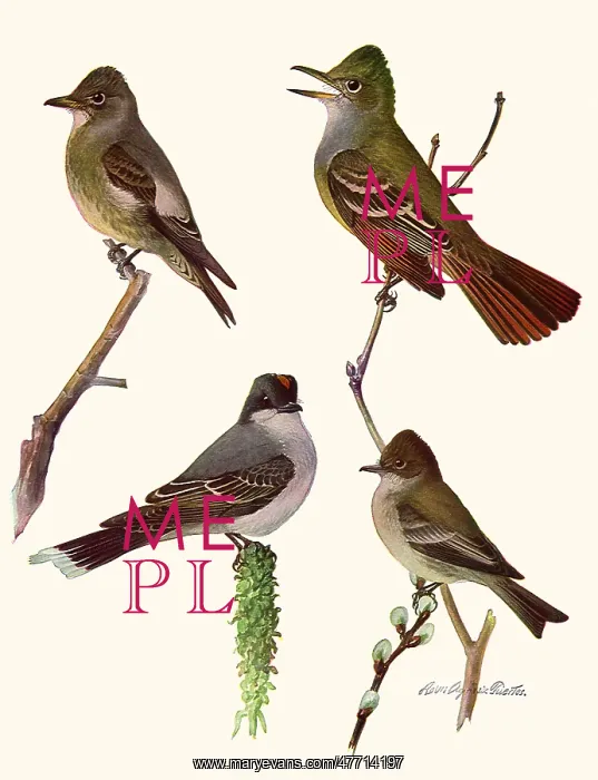 : Perched Birds