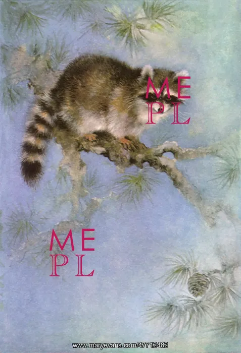  : Perched Raccoon