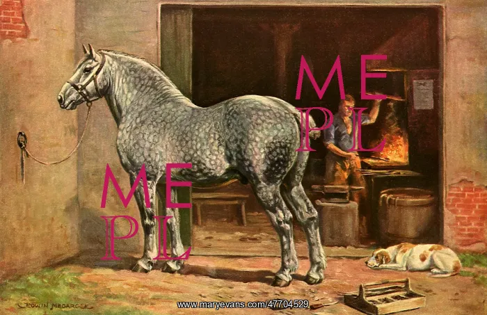 : Percheron : Percheron