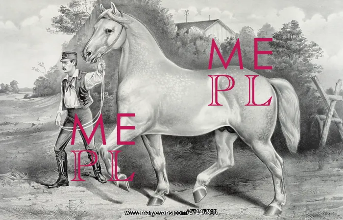: Percheron stallion Duc de Chartres, imported by A. Rogy: win : Percheron stallion Duc de Chartres, imported by A. Rogy: win