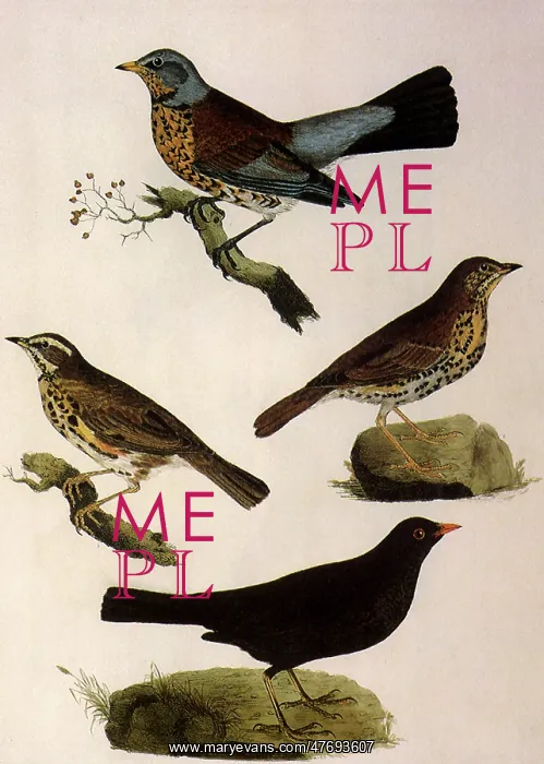  : Four Perching Birds