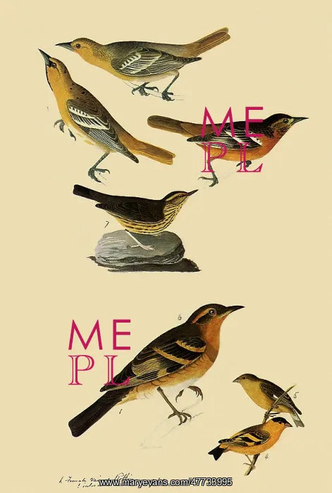  : Perching Birds