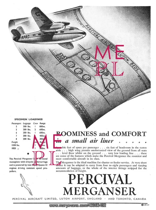  : Percival Merganser