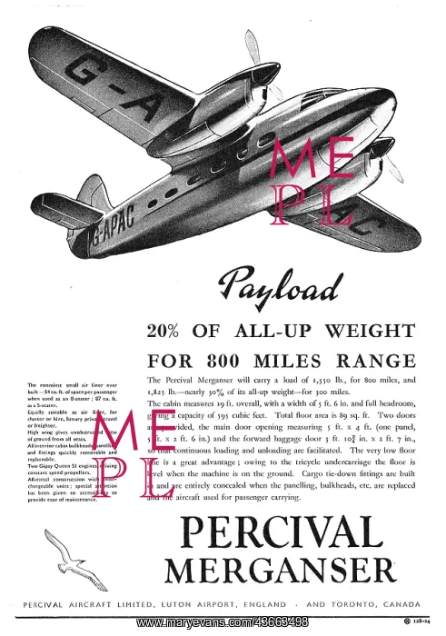  : Percival Merganser