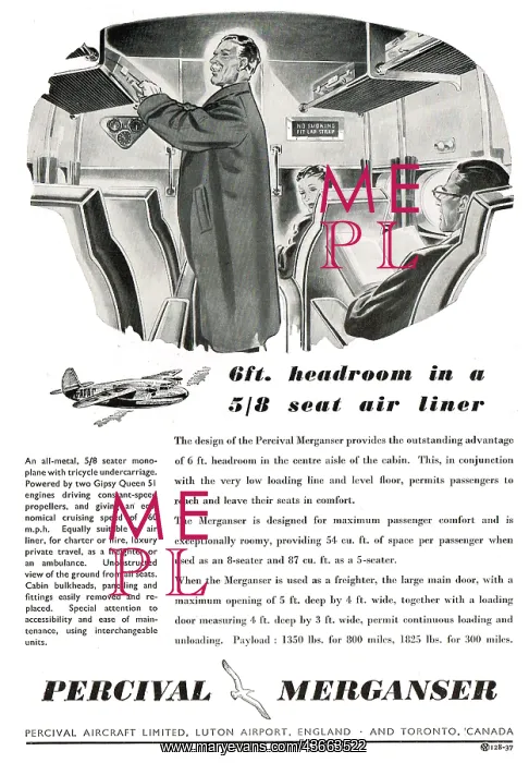  : Percival Merganser