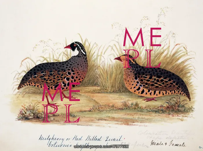 : Perdicula erythrorhyncha, painted bush quail : Perdicula erythrorhyncha, painted bush quail