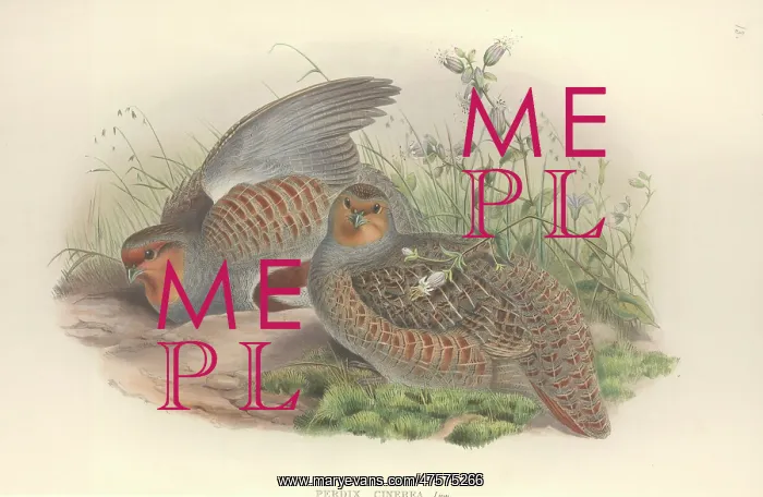 : Perdix perdix, grey partridge : Perdix perdix, grey partridge