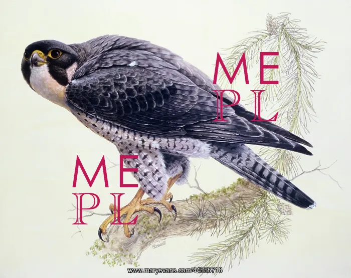 : Peregrine Falcon : Peregrine Falcon