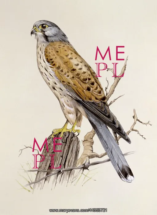 : A Peregrine Falcon : A Peregrine Falcon