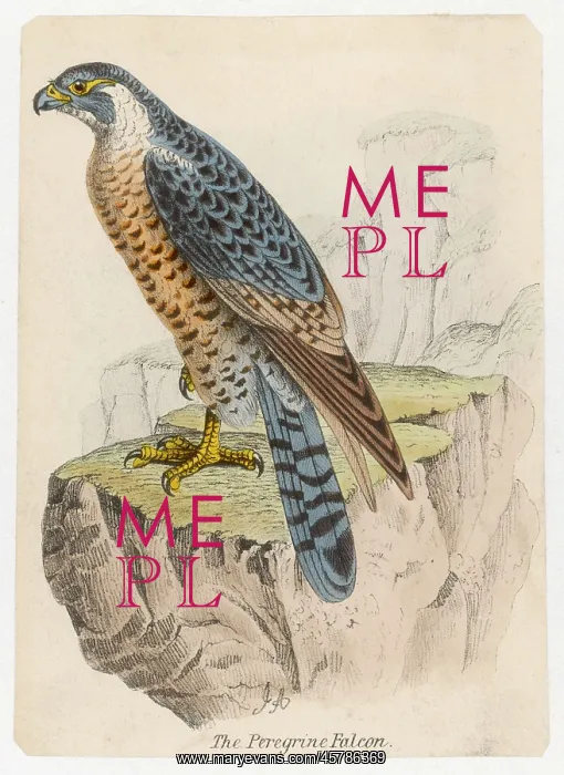  : PEREGRINE FALCON