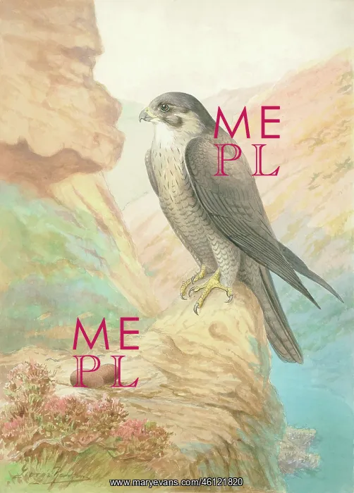  : Peregrine Falcon