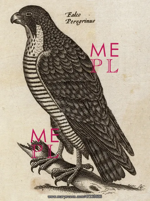  : PEREGRINE FALCON