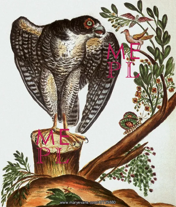  : Peregrine Falcon