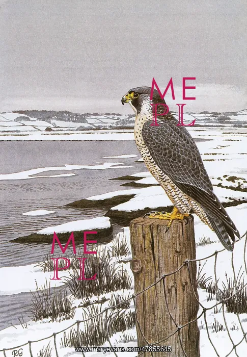  : PEREGRINE FALCON