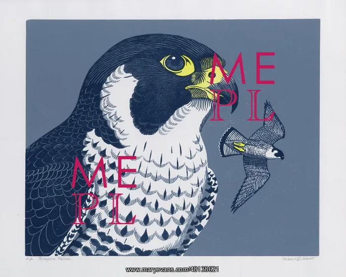 : Peregrine Falcon : Peregrine Falcon