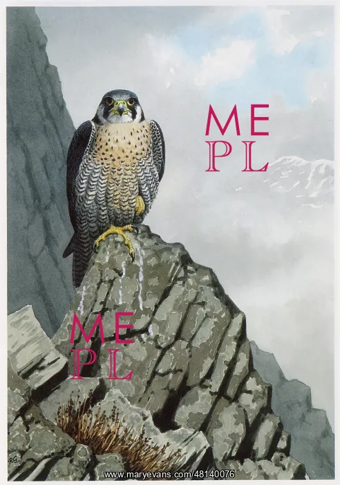  : Peregrine Falcon
