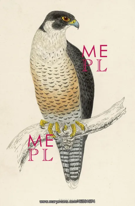  : Peregrine Falcon - Bird of Prey