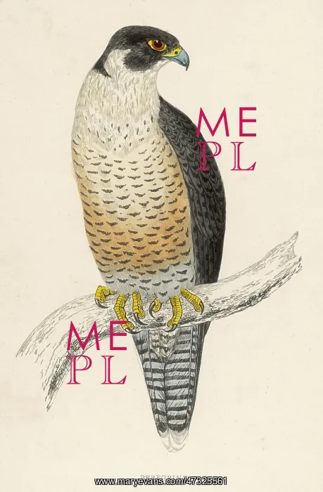  : Peregrine Falcon - Bird of Prey