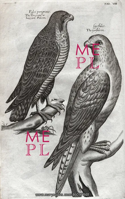 : The peregrine falcon and gyrfalcon : The peregrine falcon and gyrfalcon