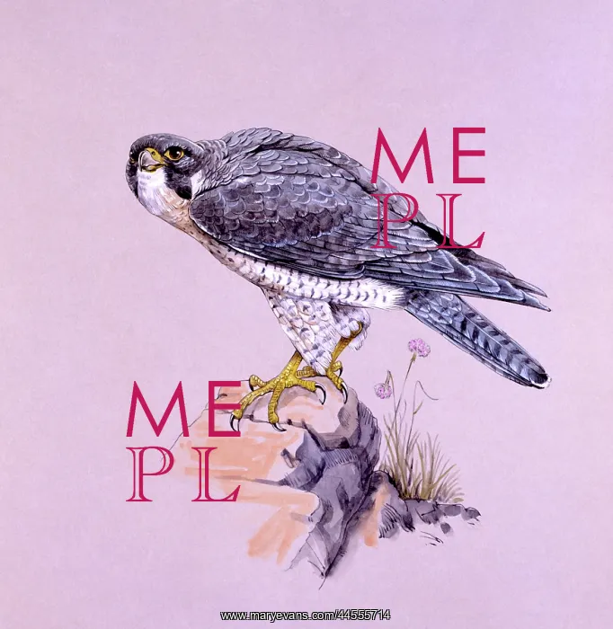 : Peregrine Falcon on a rock : Peregrine Falcon on a rock