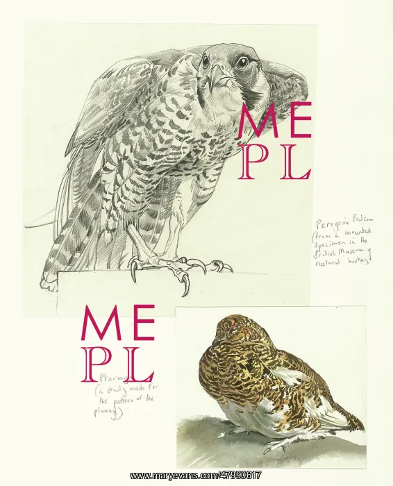 : Peregrine and Ptarmigan : Peregrine and Ptarmigan