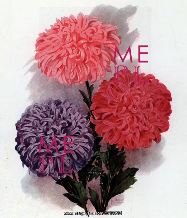 : The Perfection Asters : The Perfection Asters
