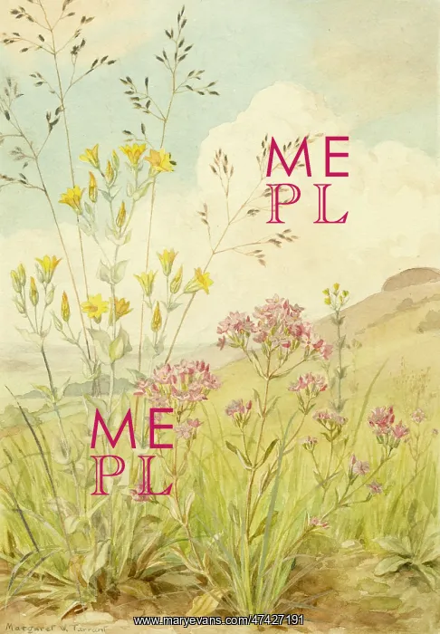 : Perfoliate Yellow-wort : Perfoliate Yellow-wort