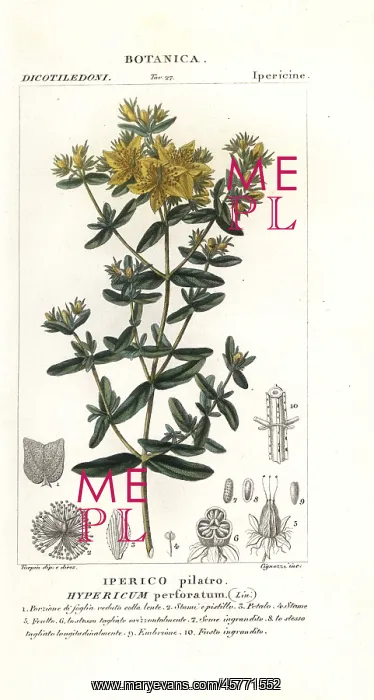 : Perforate St John's-wort, Hypericum perforatum : Perforate St John's-wort, Hypericum perforatum