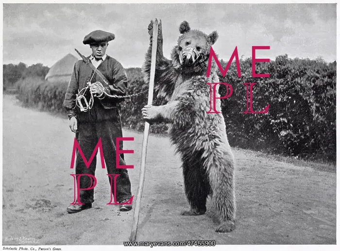 : Performing Bear : Performing Bear