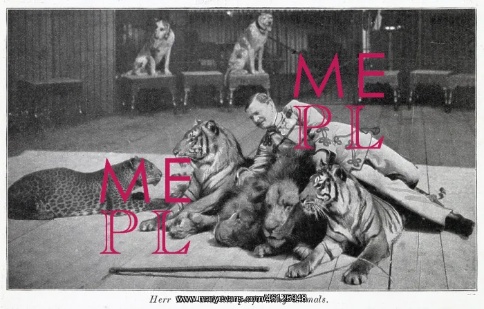 : Performing cats 1903 : Performing cats 1903