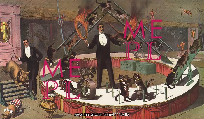 : Performing Cats : Performing Cats
