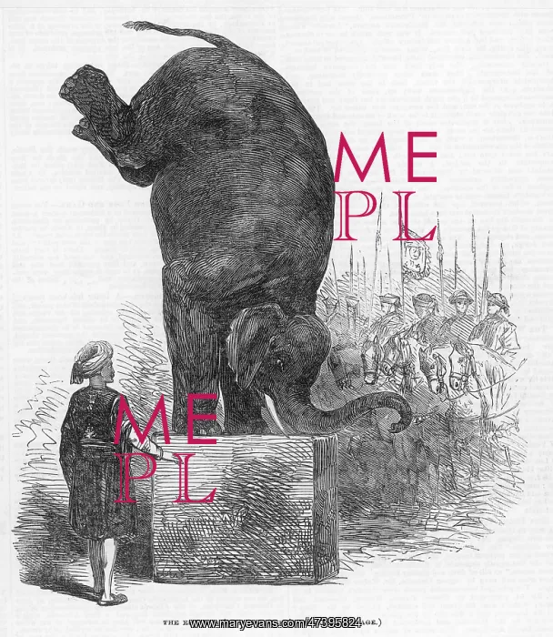 : PERFORMING ELEPHANT : PERFORMING ELEPHANT