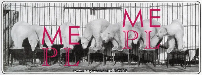 : Performing Polar Bears 1903 : Performing Polar Bears 1903