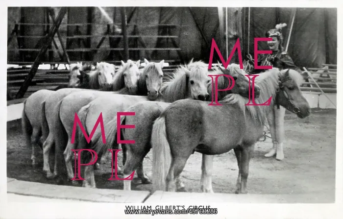 : The performing ponies of William Gilbert's Circus : The performing ponies of William Gilbert's Circus