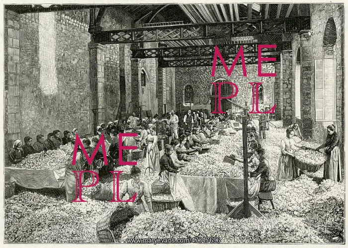 : Perfume Manufacture - 1898 : Perfume Manufacture - 1898