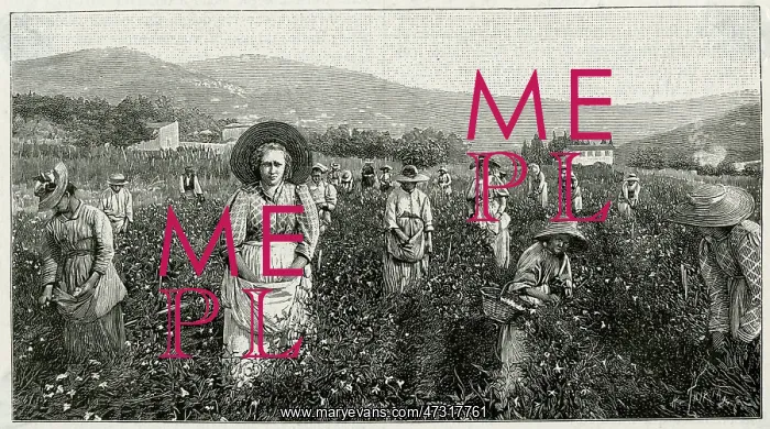 : Perfume Manufacture - 1898 : Perfume Manufacture - 1898