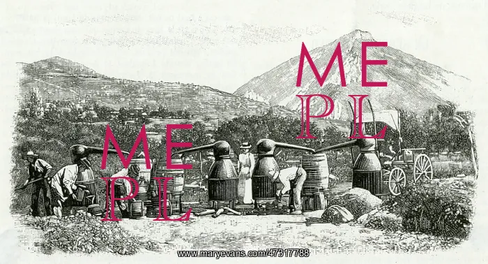  : PERFUME MANUFACTURE 1898
