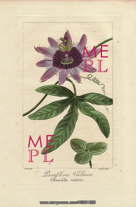 : Perfume passionflower, Passiflora violacea : Perfume passionflower, Passiflora violacea