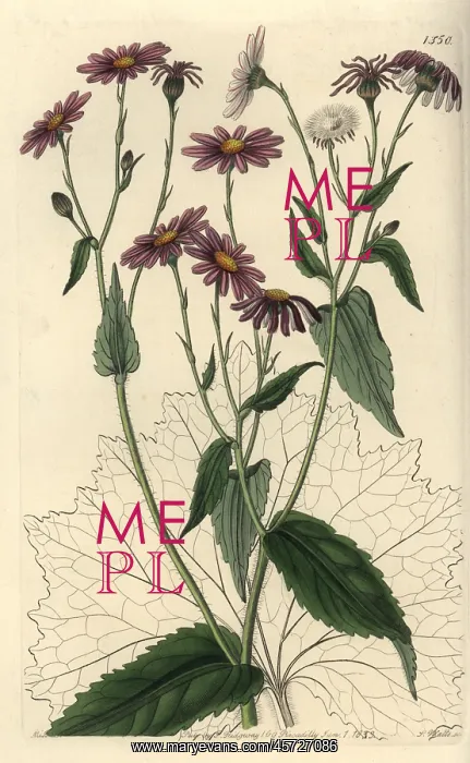 : Pericallis tussilaginis : Pericallis tussilaginis